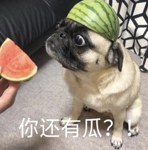 吃瓜表情包钩织,吃瓜表情包风潮下的钩织艺术新篇章