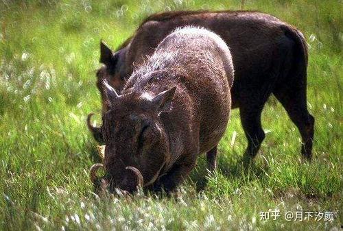 高老庄野猪吃瓜,野猪吃瓜引发的趣事