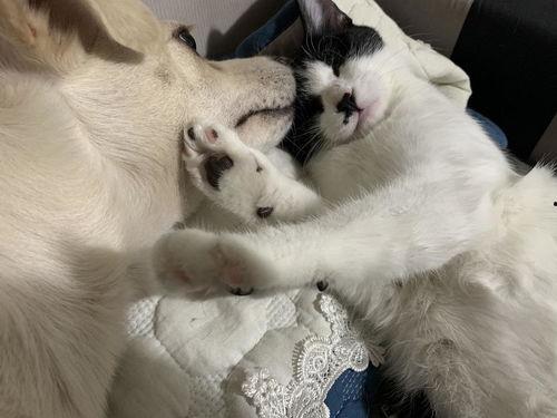 猫咪吃瓜吃吐了怎么回事,探究猫咪吃瓜后呕吐的原因及应对措施