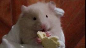 奶熊吃瓜,奶熊的夏日瓜果盛宴