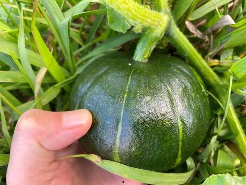 贝贝瓜怎怎吃,怎怎吃出美味新体验