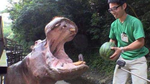 喂河马吃瓜视频,一场萌趣互动的生态盛宴