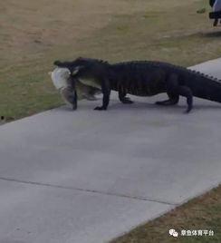 小鳄鱼吃瓜头像,趣味横生的夏日时光