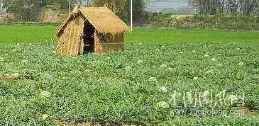 涵江吃瓜故事,揭秘民间趣闻背后的真实人生