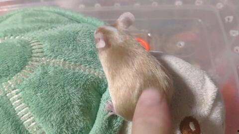 防止老鼠吃瓜,守护丰收的秘密武器