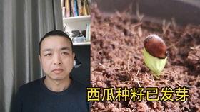 农村吵架吃瓜,吃瓜群众围观一幕幕“乡村大战”