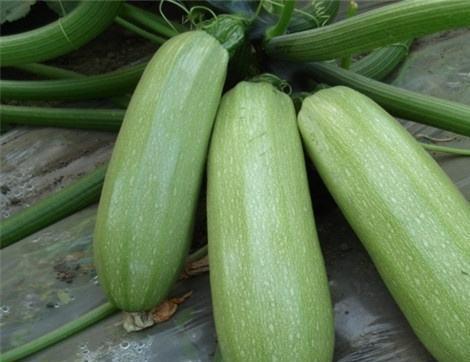 吃白银瓜有什么好处,养生佳品,健康益处多