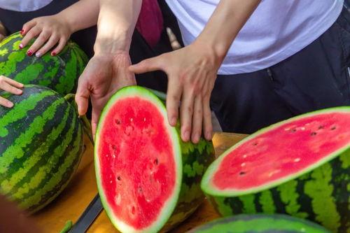 选秀之日吃瓜,娱乐圈的“瓜田”盛宴