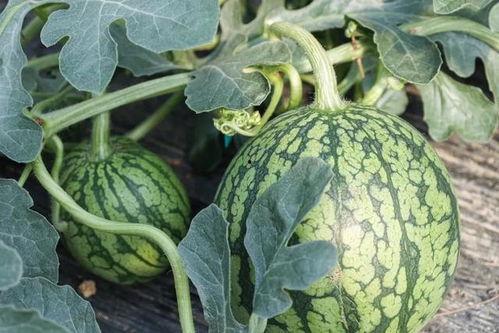 花语桂林正在吃瓜,桂林风情尽享