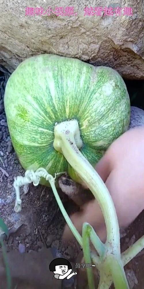 大石头吃瓜,揭秘石头界的“美食”传奇