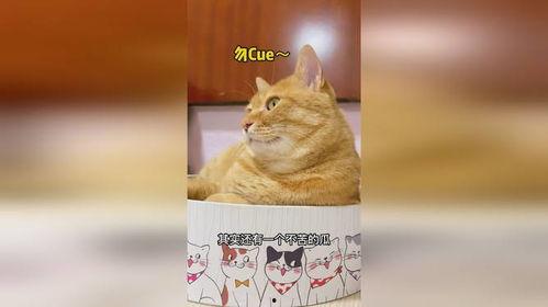 吃瓜的猫插画,揭秘萌宠的欢乐时光