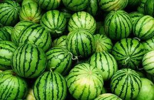 瓜吃gua,趣味横生的瓜界故事