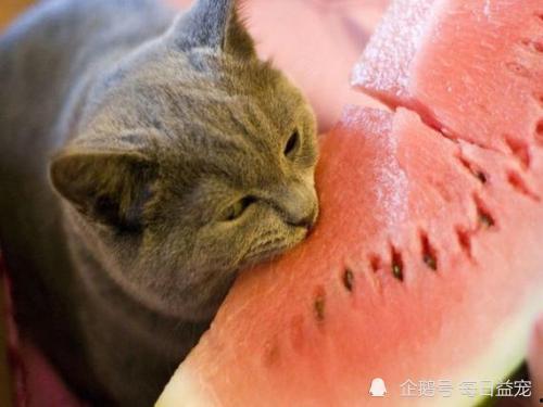 猫咪吃瓜呕吐,揭秘瓜类对猫咪的影响