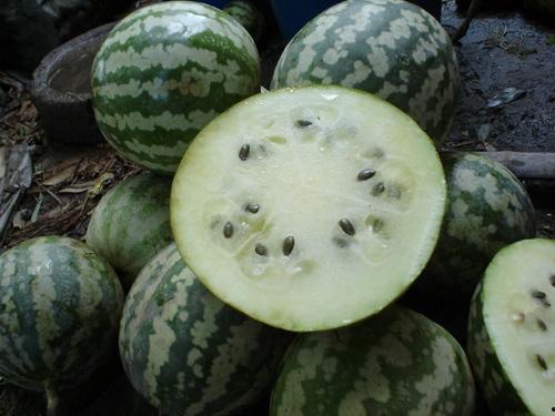 日本网格瓜怎么吃,日本网格瓜的多样食法探索