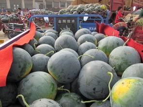 吃瓜带来的感想,从娱乐现象看社会心态